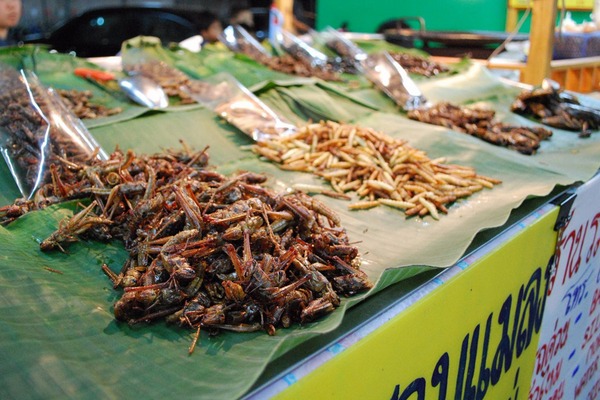Ăn côn trùng thế nào cho an toàn?