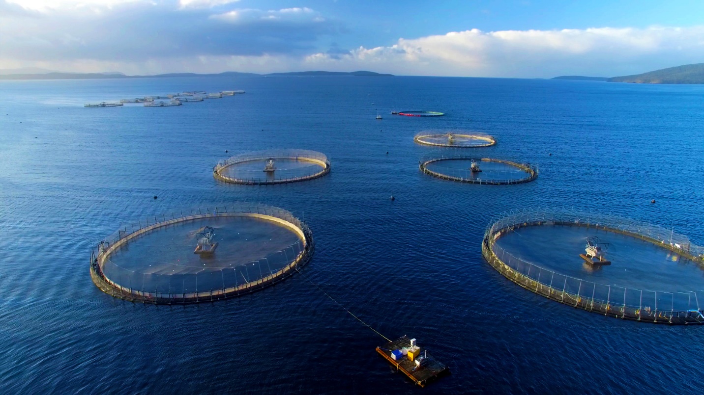 Phát triển nuôi biển theo hướng công nghiệp, hiện đại