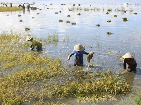 Kỳ triều cường cuối tháng 10 này có thể ảnh hưởng đến sản xuất nông nghiệp, các tỉnh, thành phố khu vực Đồng bằng sông Cửu Long