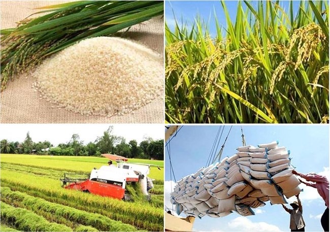 Xuất khẩu gạo năm 2024 - Nhiều tín hiệu tốt