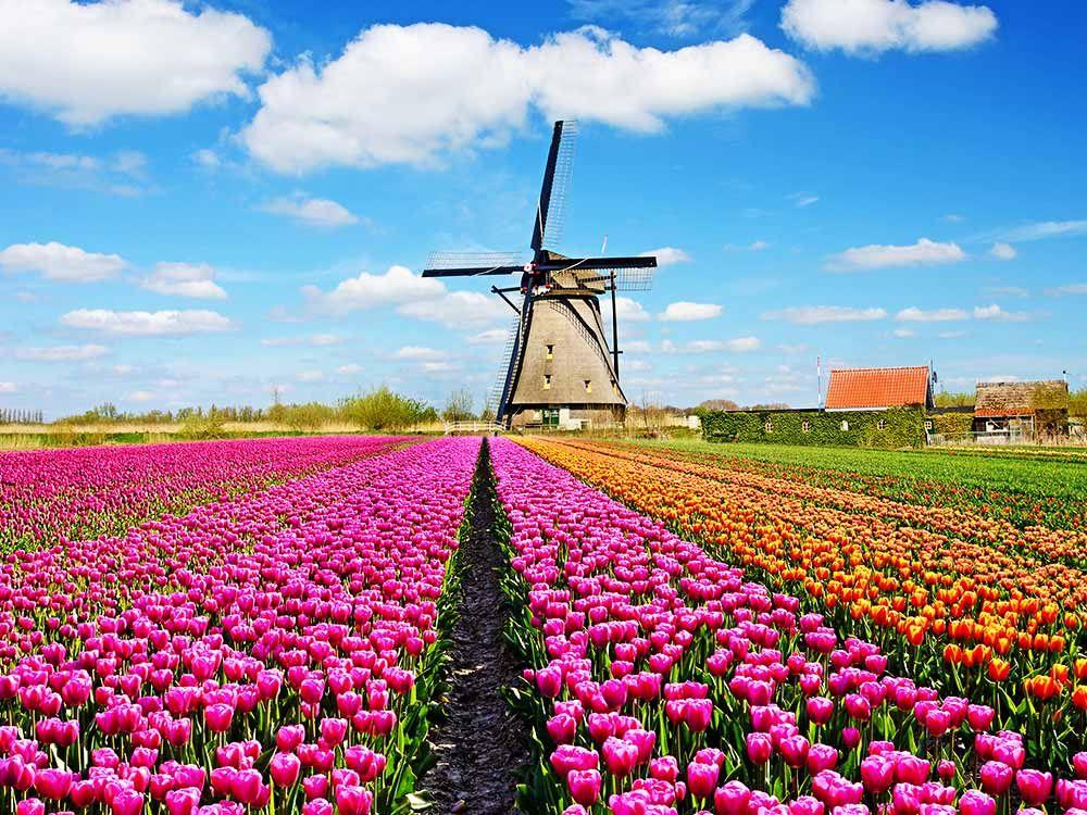 Keukenhof - vườn hoa tulip lớn nhất thế giới ở Hà Lan