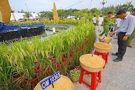 Festival lúa gạo Việt Nam lần thứ 5 được kỳ vọng đưa lúa gạo mang thương hiệu Việt Nam phát triển