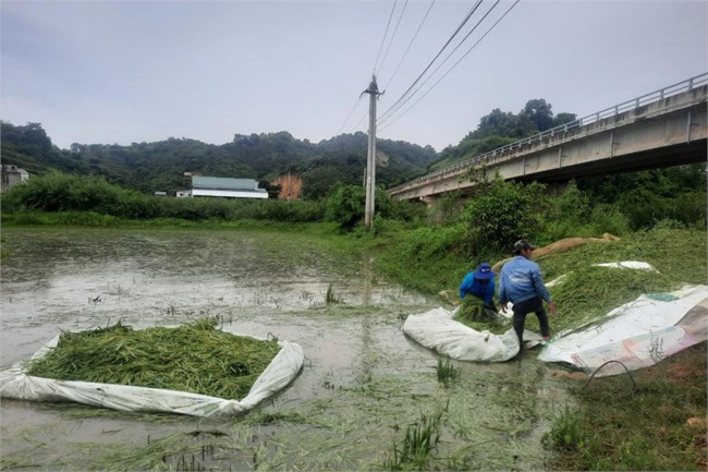 Mưa lớn kéo dài gây ngập úng hàng nghìn hecta cây trồng ở các tỉnh Đắk Lắk và Cà Mau, người dân chịu nhiều thiệt hại về kinh tế