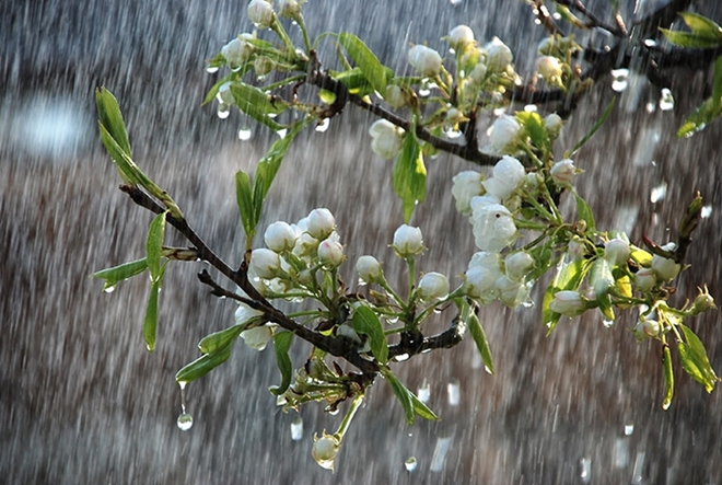 Dự báo thời tiết ngày 15/5: Hà Nội có mưa rào