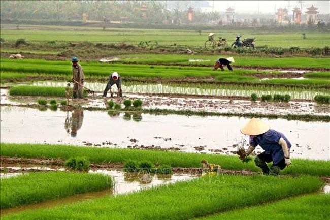 Nông dân khu vực Trung Du và đồng bằng Bắc Bộ nhanh chóng gieo cấy lúa vụ Đông Xuân kịp ở khủng thời vụ tốt nhất