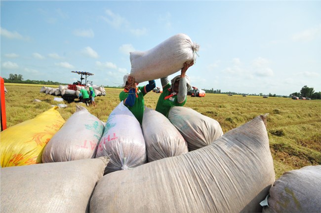 Giá gạo Việt Nam trên thị trường thế giới tiếp tục tăng nhẹ do nhu cầu mua của thế giới tăng